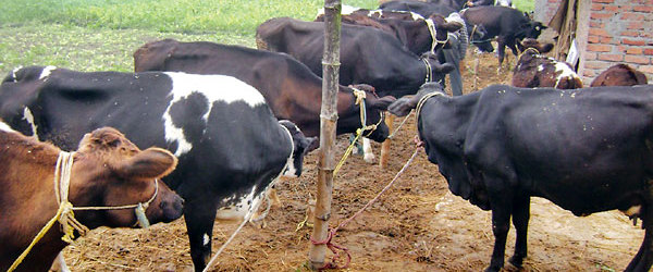 Cow-form