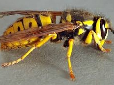 hornet-400x300_c