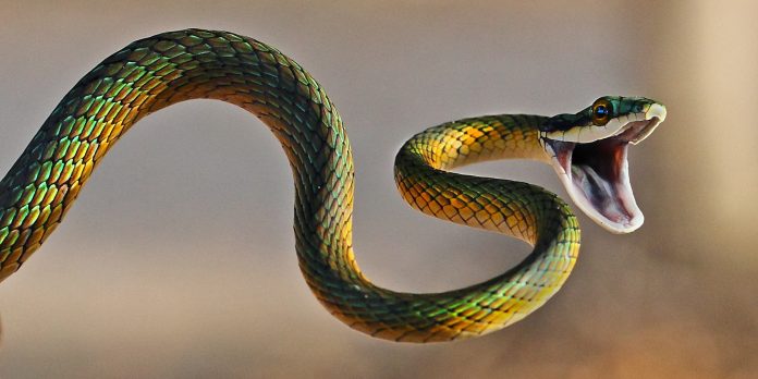 o-SNAKES-facebook