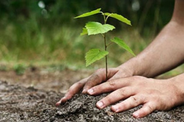 tree-plantation-648x430