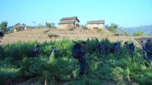 555-fadani-gardai-gareko-gaja1