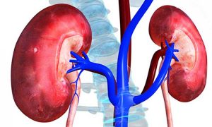 kidney-5812a945cde340-74719060