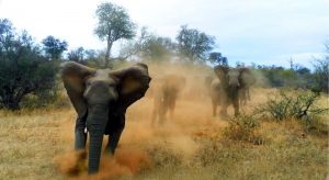 1472301547elephant-terror