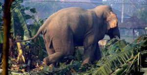 elephant-750