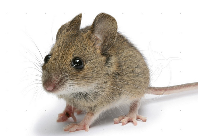 mouse