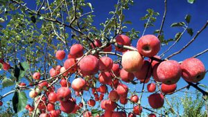apple