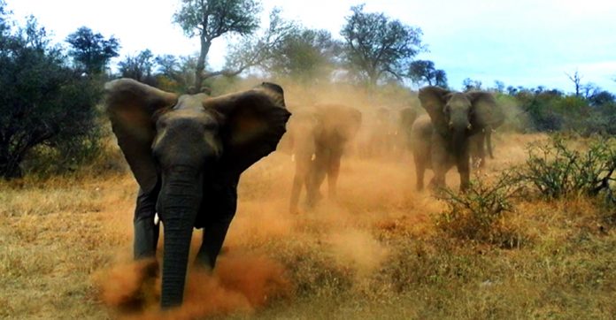 elephanat