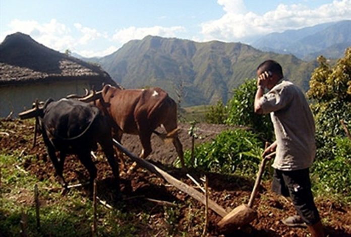 kisan