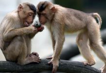 बाँदर धपाउन सार्वजनिक बिदा