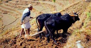 agriculture