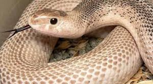 snek