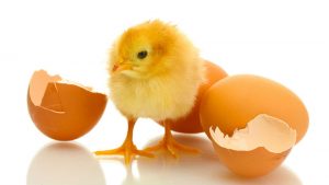 cock