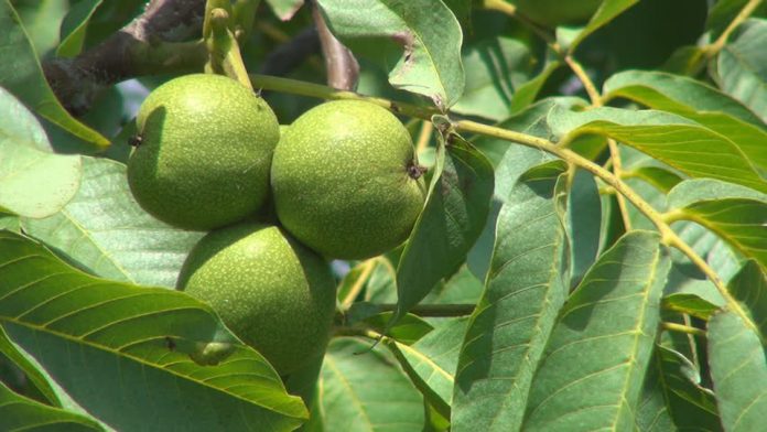 walnut