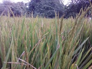 garima