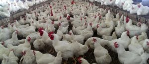 cock 1