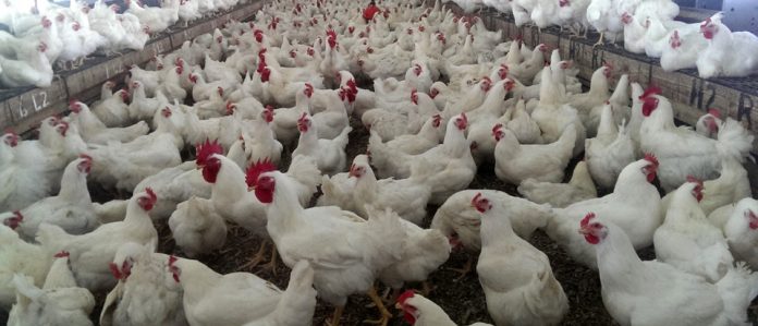cock 1