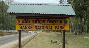 niku