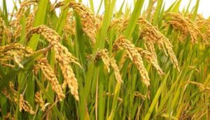 rice