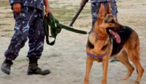dog