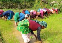 दाङमा ८५ प्रतिशत धान रोपाइँ सकियो