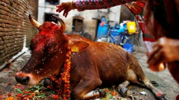 nepal-festival-cow-gai-tihar