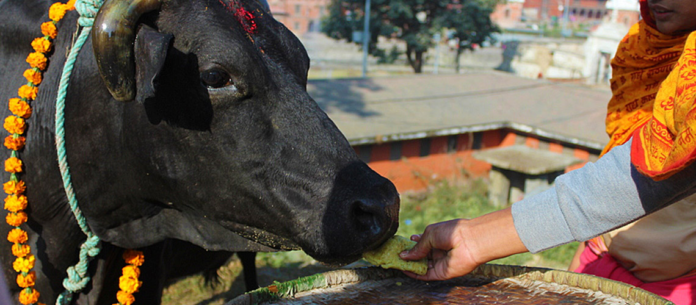 cow_ZYntKq5eQ3