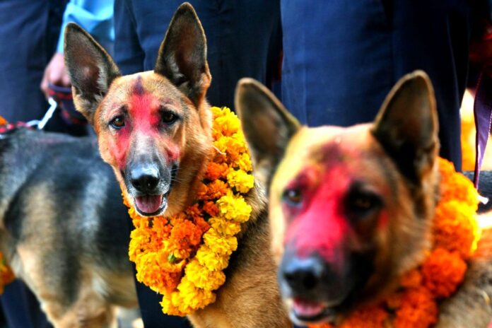 kukur-tihar2022-10-24-07-17-51
