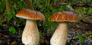 जङ्गली च्याउ खाँदा एक जनाको मृत्यु