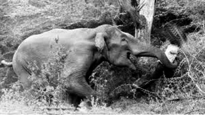 elephant