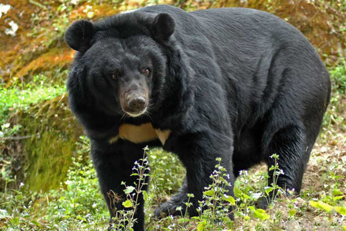 Black-Bear