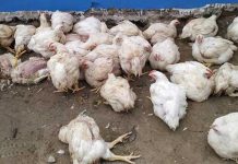 गोकर्णेश्वरमा बर्डफ्लुको सङ्क्रमण