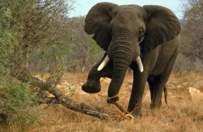 hatti_Elephant